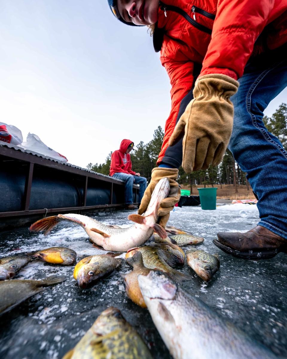 Fisherman handling fish while ice fishing