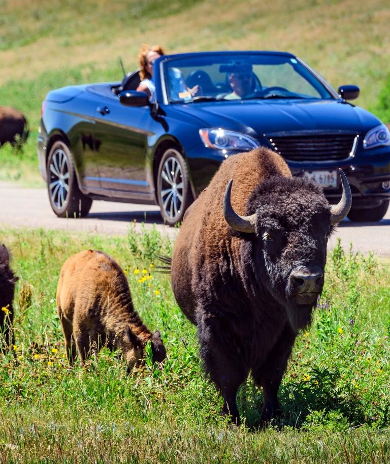 Buffalo Custer State Park Wildlife Loop Road