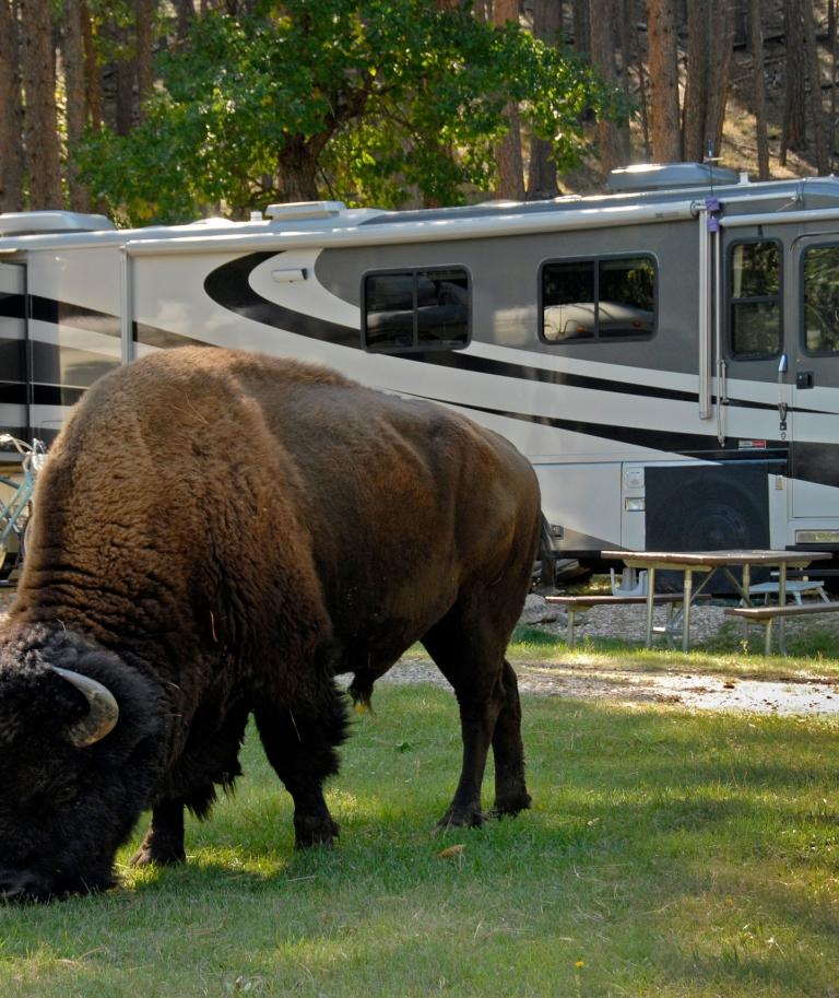 Buffalo and Camping RV Custer State Park