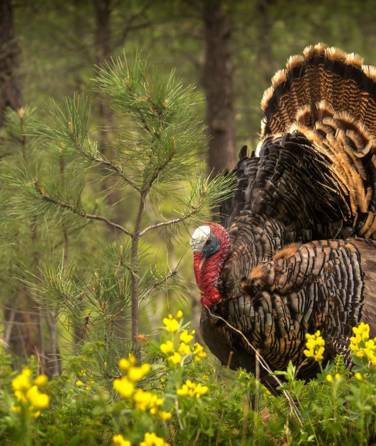 Wild Turkey Black Hills