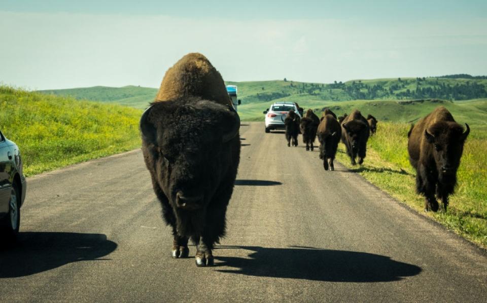 Wildlife Loop, Custer State Park