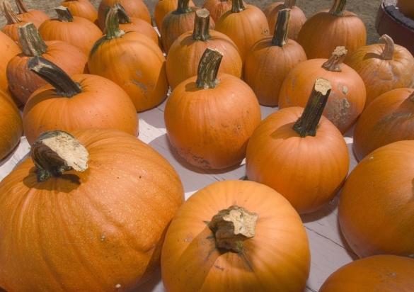 pumpkins