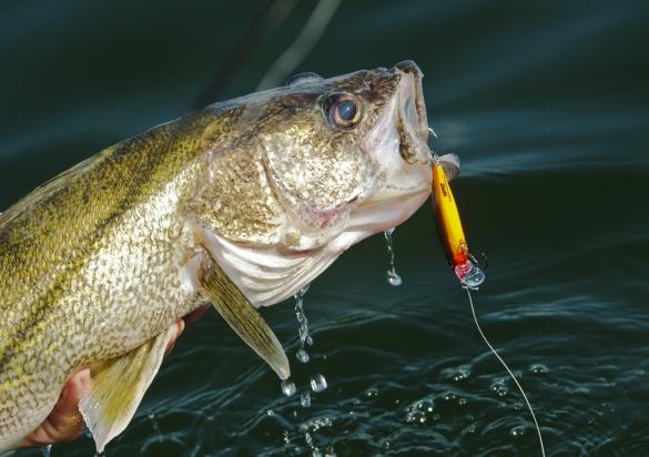 walleye