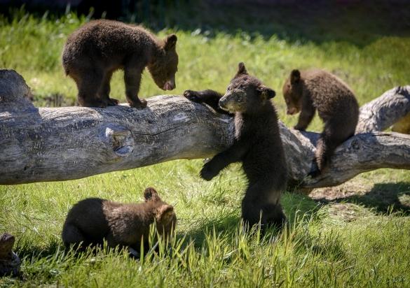 Drive through Bear Country USA and see all kinds of wildlife.