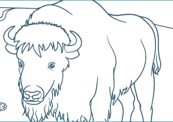 Bison coloring page