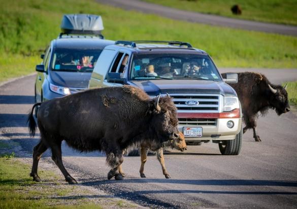 Buffalo