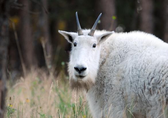 Mountain Goats