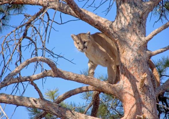 Mountain Lion