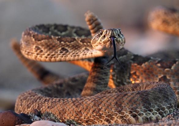 rattlesnakes