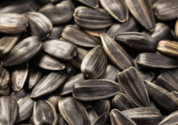 Sunflower Seeds