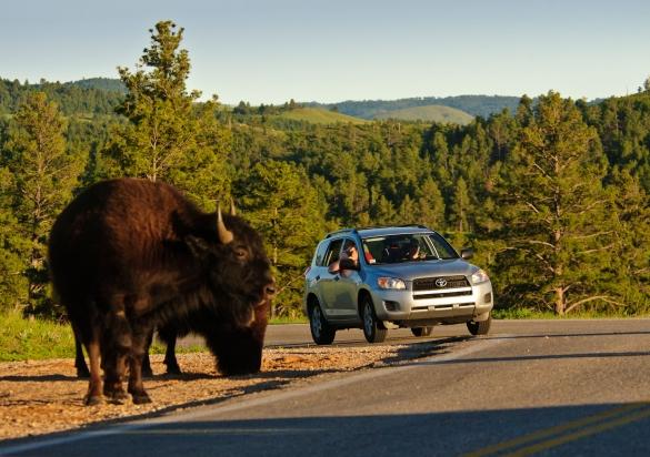 Encountering a buffalo on a drive through South Dakota