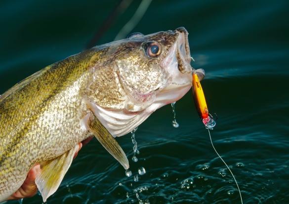 Walleye