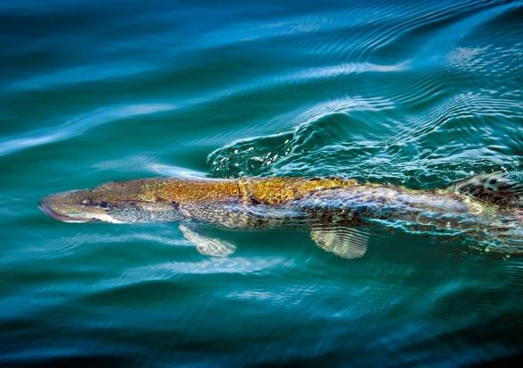 Pike in water