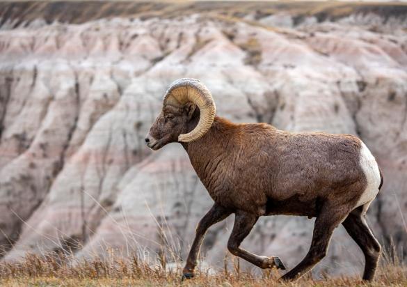 Bighorn sheep in Badlands