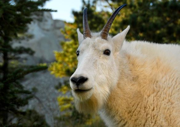 Mountain Goat with Mount Rushmore in background