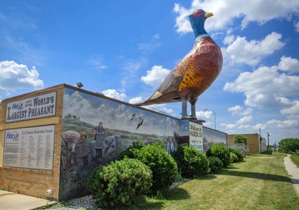 World's Largest Pheasant