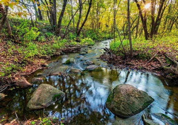 Green leaves pop around flowing water