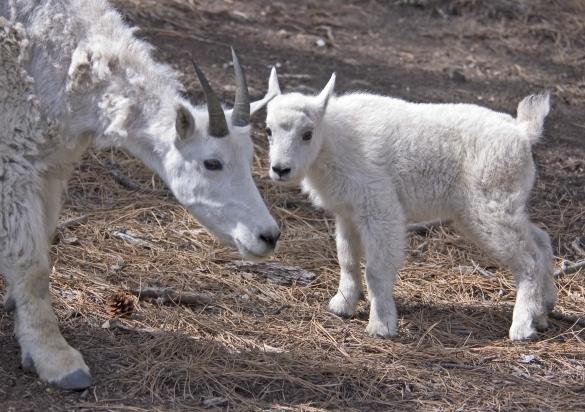Baby mountain goat
