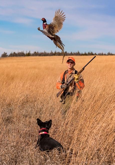 South Dakota Pheasant Hunting Dog Flushing Rooster