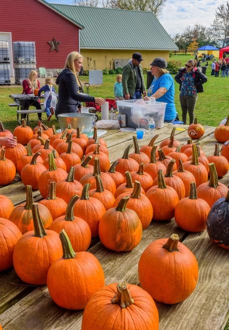 Strawbale Winery Harvest Festival