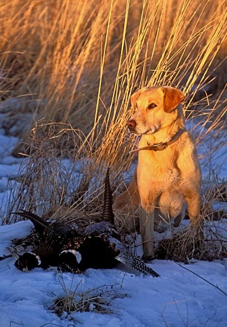 Pheasant Hunting Dog