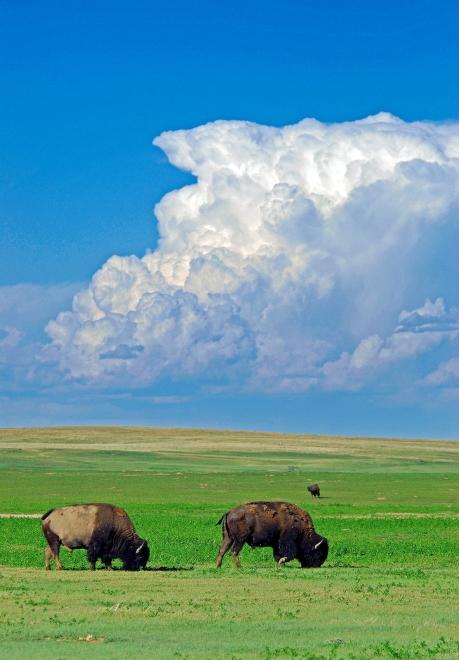 bison in South Dakota
