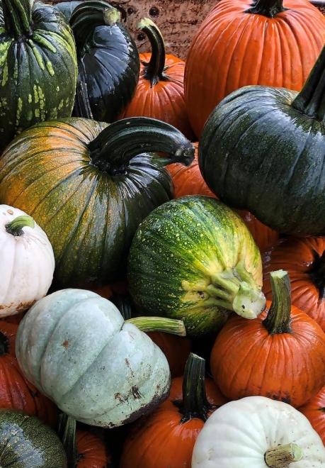 Pile of pumpkins