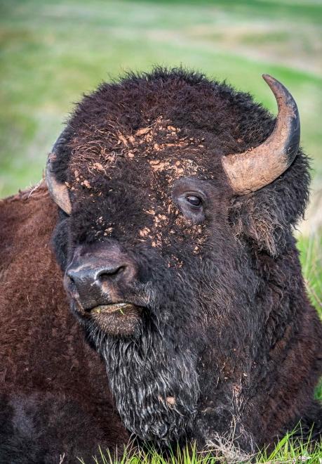 Buffalo close up