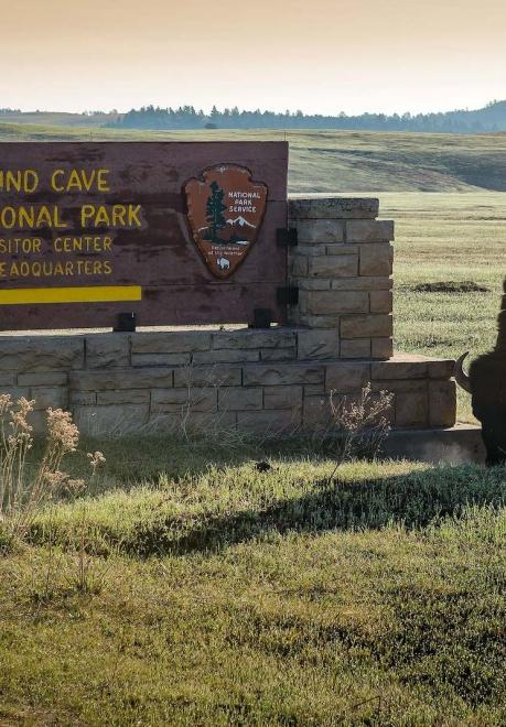 Buffalo at Wind Cave National Park