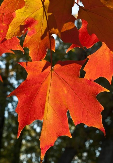 red orange leaves