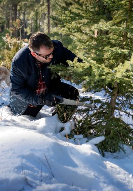 Christmas Tree Cutting Black Hills