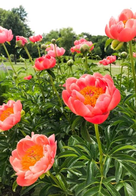 Tulips in the Brookings Area