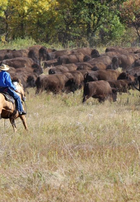 Herdsman and bison at Custer State Park