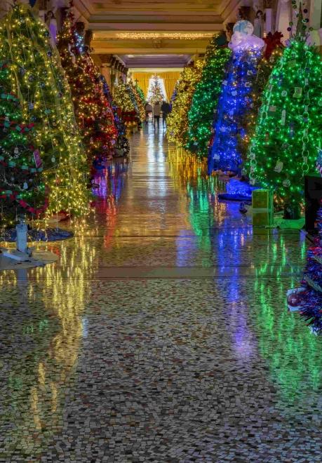 A line of lit trees at Christmas at the Capitol