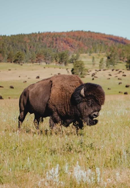 A bison stands in an open field with trees in the background