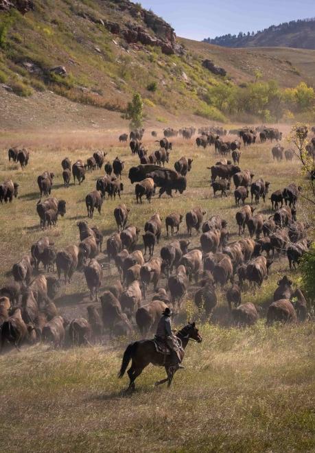 A cowboy on a black horse stands in the foreground, watching over hundreds of buffalo on flat land that extends into a hill