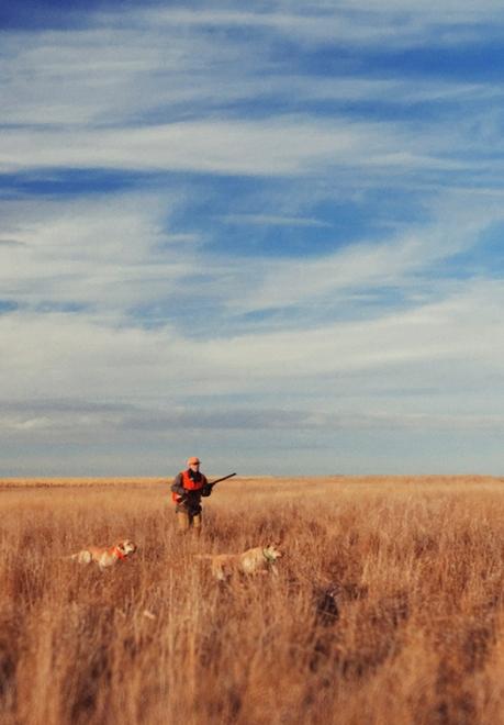 Pheasant hunting, South Dakota