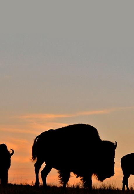 Buffalo at sunset