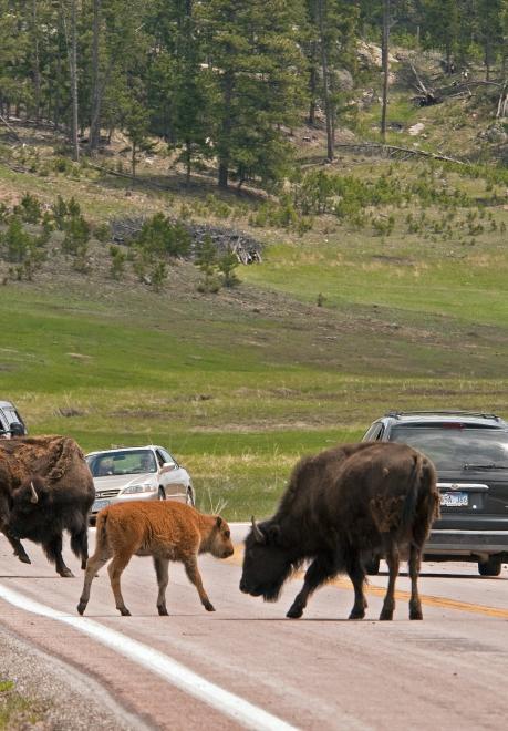 Custer State Park, South Dakota