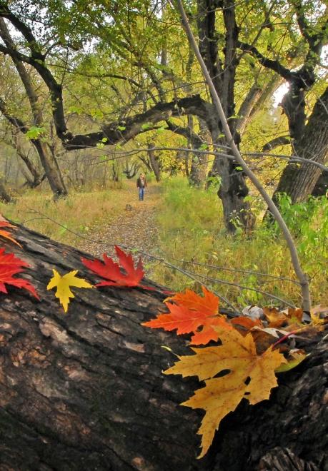 Fall leaves, Big Sioux State Recreation Area