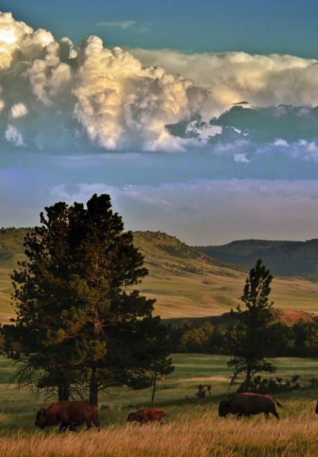 Buffalo, Wind Cave National Park