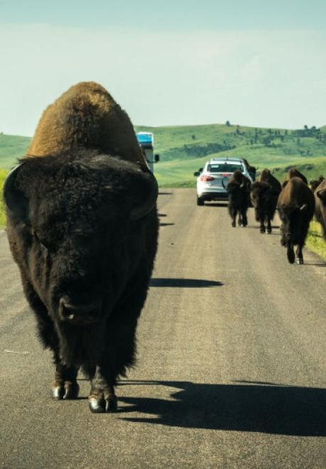 Wildlife Loop, Custer State Park