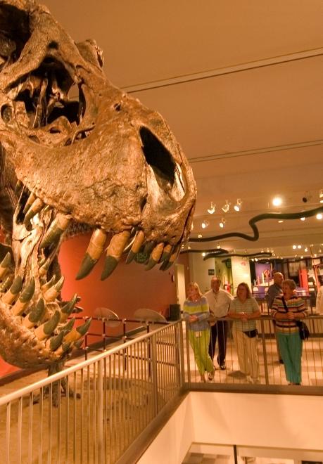 Washington Pavilion, Dinosaur skull, fossils