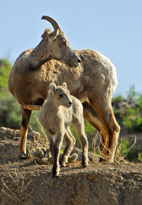 Adult and baby big horn sheep