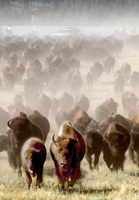 CSP Buffalo Roundup