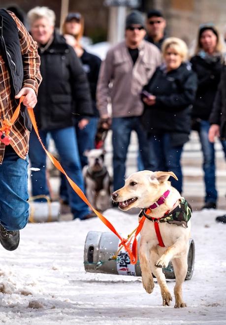 K9 Keg Pull, Deadwood