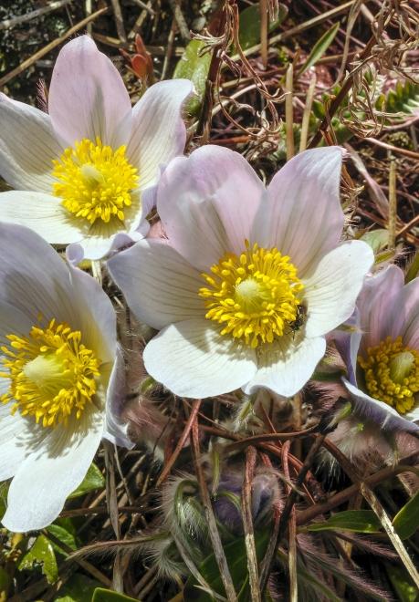 Spring flowers