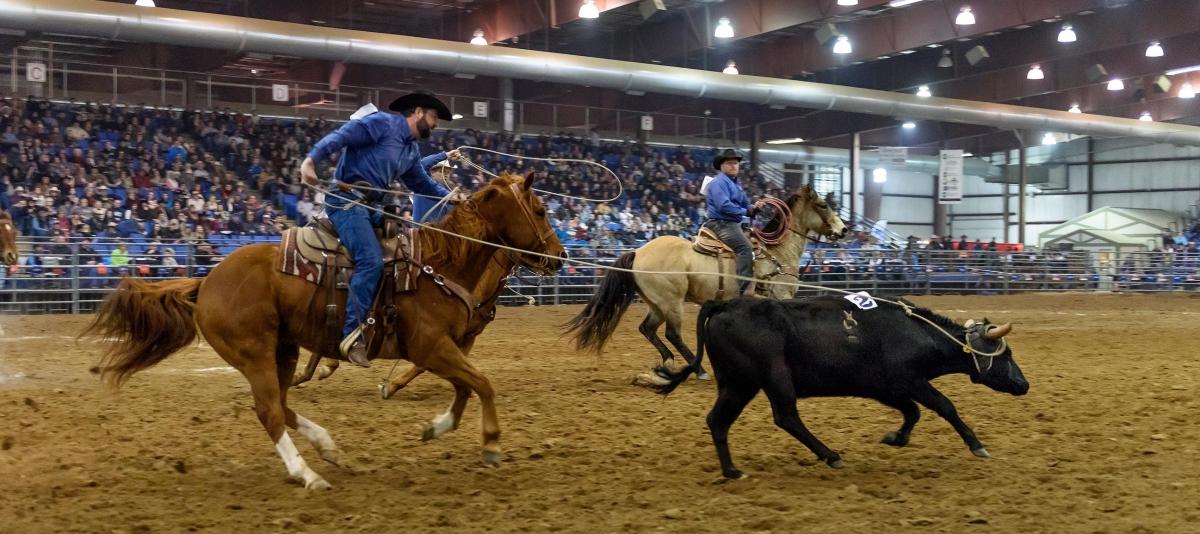 Black Hills Stock Show