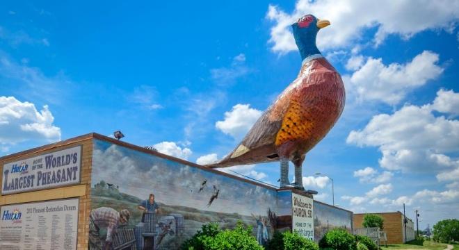 huron big pheasant