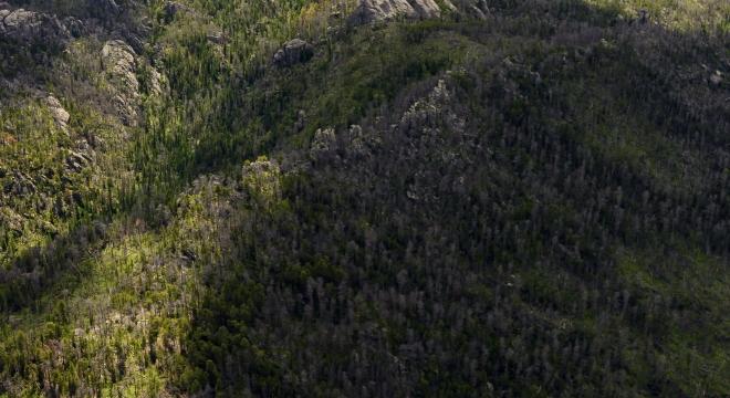 The Black Hills feature multiple campsites throughout the forest.